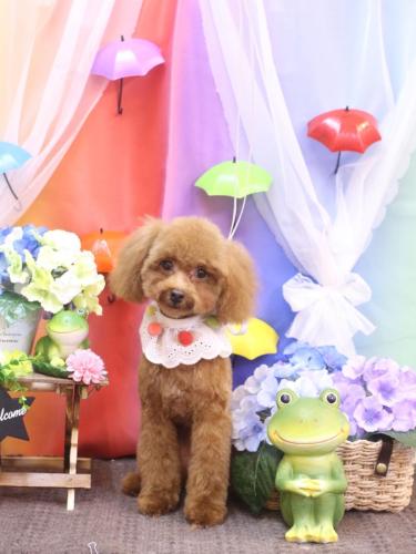 20230610このはちゃん